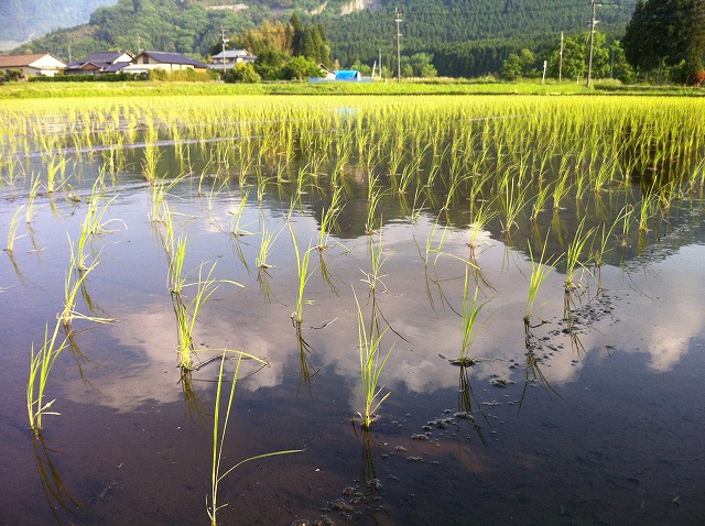 f:id:o2farm:20120518011052j:image:w360 f:id:o2farm:20120518011052j:image:w360