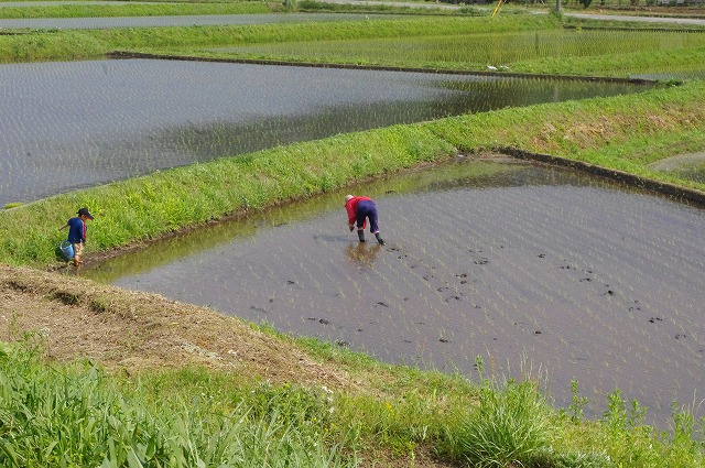 f:id:o2farm:20120518011948j:image:w360 f:id:o2farm:20120518011948j:image:w360