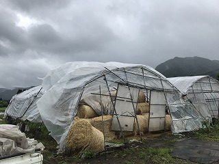 f:id:o2farm:20170813012141j:image:w640
