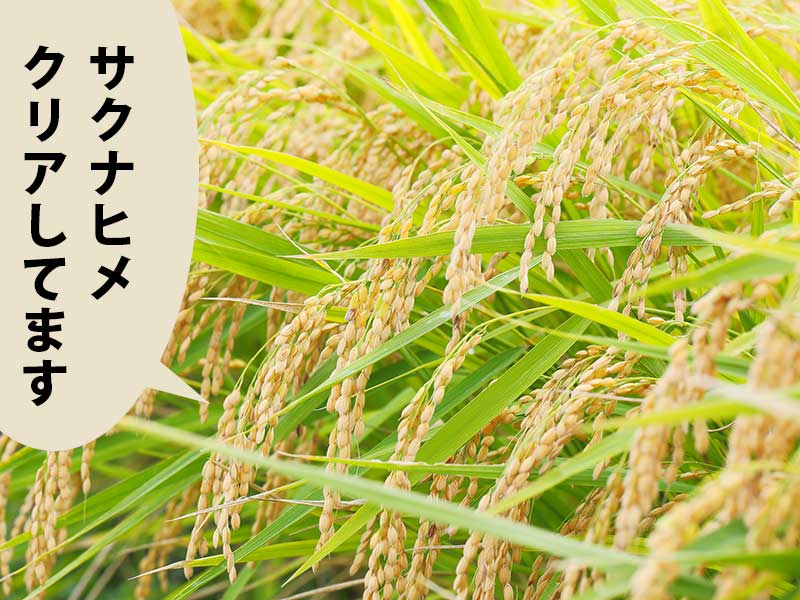 実って頭をたれる稲穂。吹き出しに「サクナヒメクリアしてます」