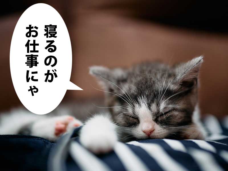 青と白のシマシマの毛布の上で眠る灰色縞の子猫。吹き出しに「寝るのがお仕事にゃ」