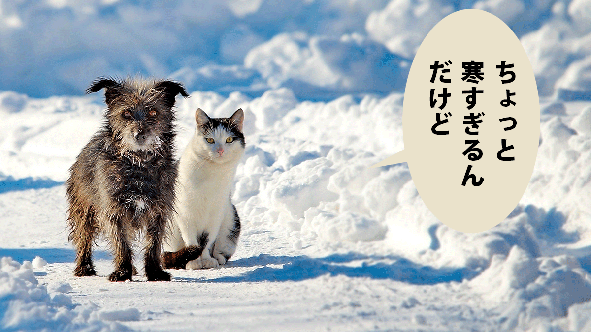 雪の中たたずむ猫と犬。吹き出しに「ちょっと寒すぎるんだけど」