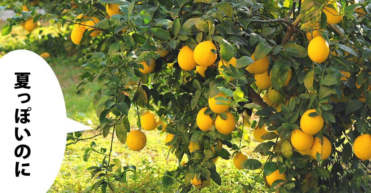 レモンが鈴なりに実った木。吹き出しに「夏っぽいのに」