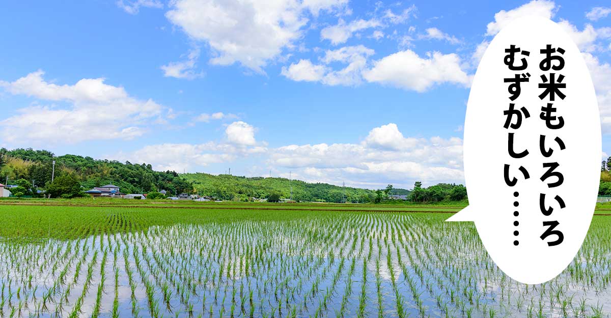山を背後に、青空が水面に映る田植えしたばかりの田んぼの風景。吹き出しに「お米もいろいろむずかしい……」