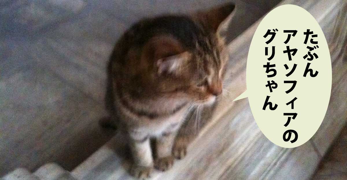 アヤソフィアに住んでいる猫。おそらくオバマ大統領に撫でられたグリと思われる。