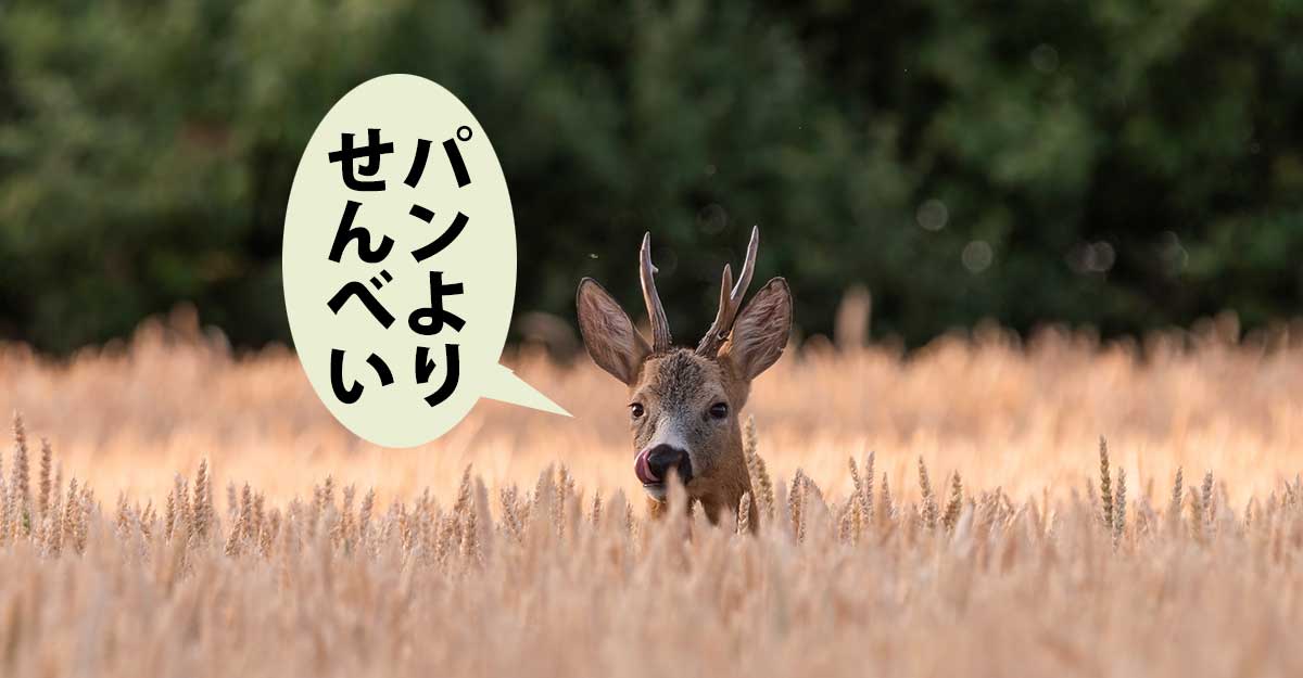 茶色の小麦畑から顔を出すノロジカ。吹き出しに「パンよりせんべい」