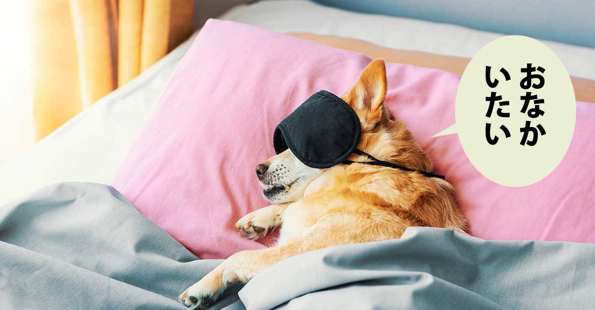 アイマスクしてベッドで寝てる犬。吹き出しに「おなかいたい」