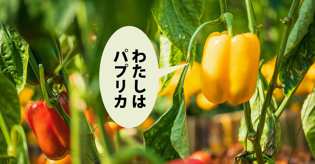 黄色と赤のパプリカが実っている。吹き出しに「わたしは パプリカ」