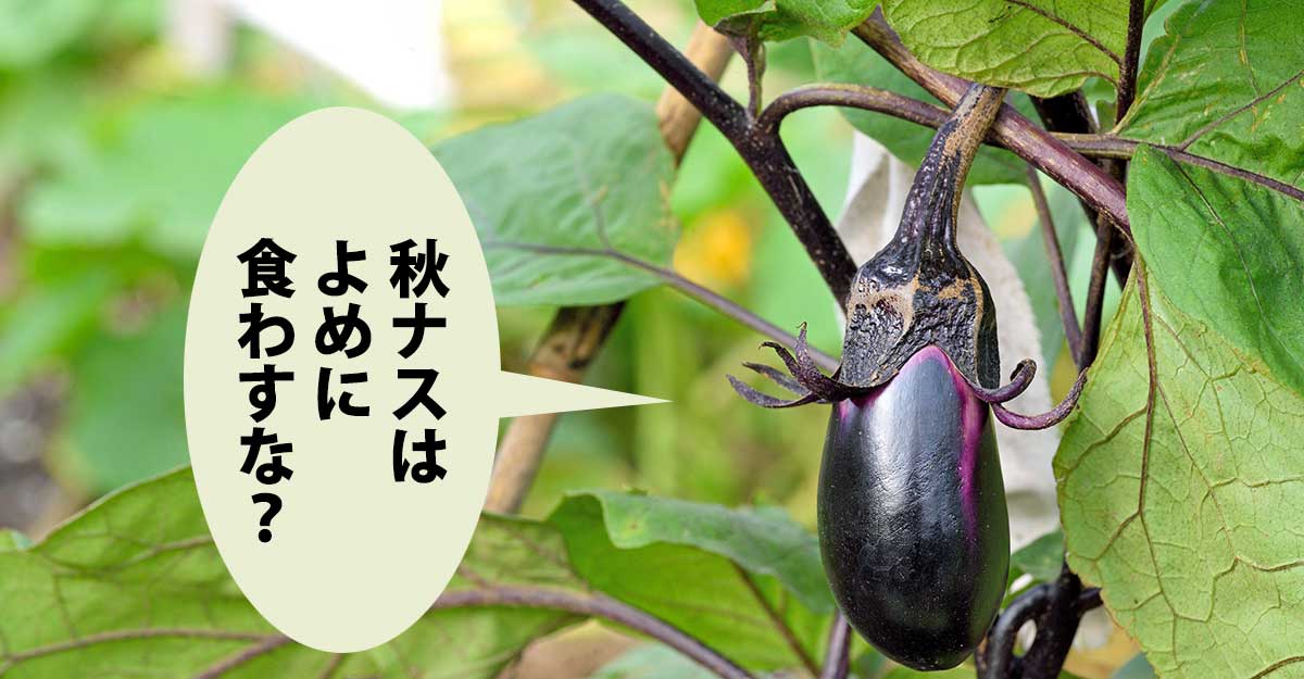 緑の畑で茎から垂れ下がるナス。吹き出しに「秋ナスは よめに 食わすな？」