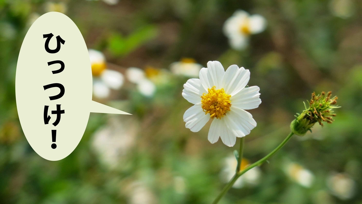 ひっつき虫（コセンダングサ）の白い花とくっつく実。吹き出しに「ひっつけ！」