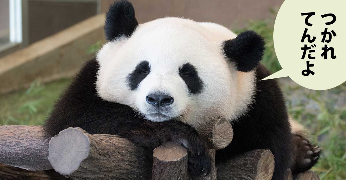 木にもたれているパンダ。吹き出しに「つかれ てんだよ」