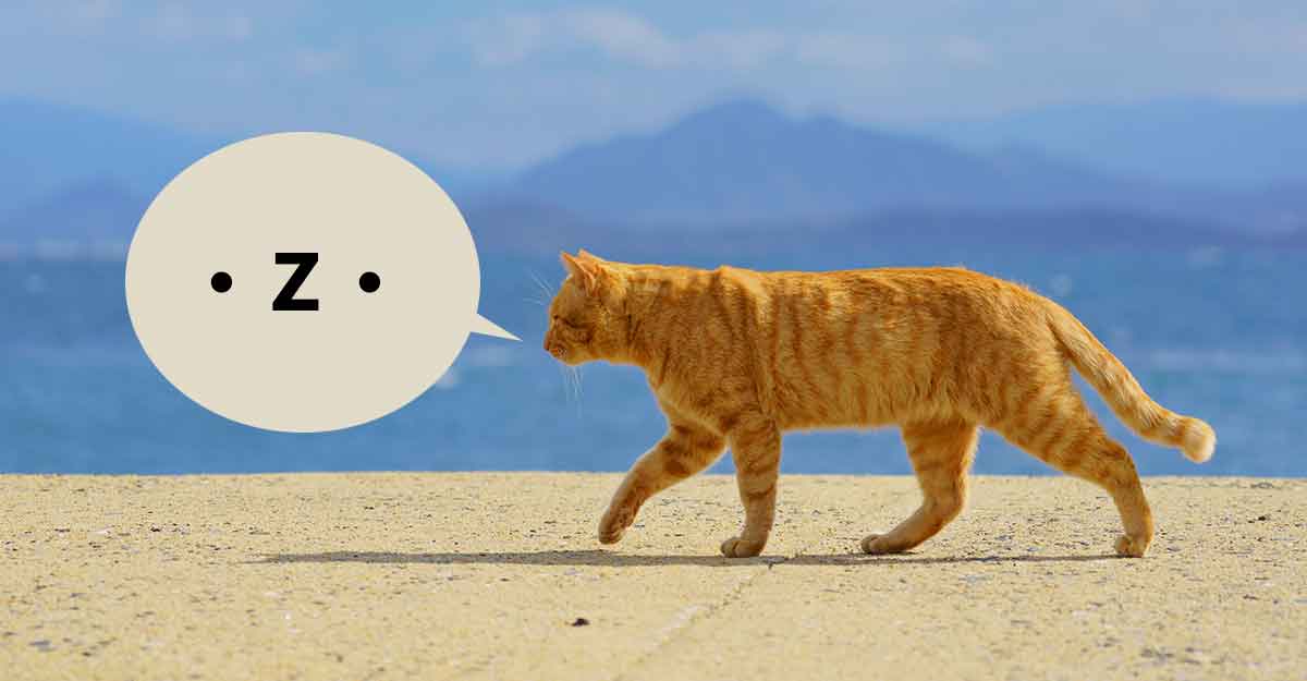 港の壁の上で猫が歩いている。吹き出しに「顔文字のように見える『・Ｚ・』」