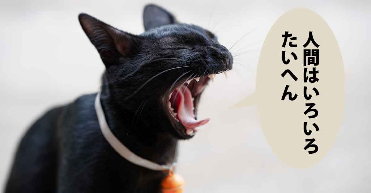 毛並みのよさそうな猫ちゃんが大あくびしている。吹き出しに「人間はいろいろ たいへん」