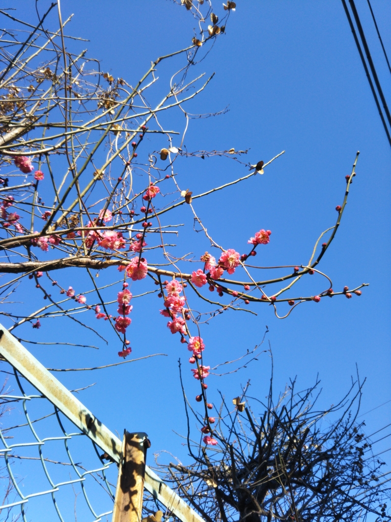 f:id:o_atom23:20170131232059j:plain f:id:o_atom23:20170131232059j:plain