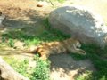 [風景][動物]151：やっぱり暑いものは暑い…旭山動物園・もうじゅう館／2008.07.27