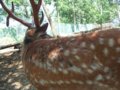 [風景][動物]152：エゾシカの太くて大きな角・旭山動物園／2008.07.27