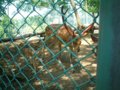 [風景][動物]153：エゾシカの太くて大きな角・旭山動物園／2008.07.27