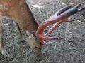 [風景][動物]154：エゾシカの太くて大きな角・旭山動物園／2008.07.27