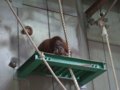 [風景][動物]156：見る／見られる…オランウータンのジャック／旭山動物園080727