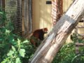 [風景][動物]164：旭山動物園・レッサーパンダ舎／2008.07.27