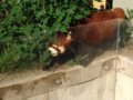 [風景][動物]165：旭山動物園・レッサーパンダ舎／2008.07.27