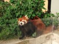 [風景][動物]166：旭山動物園・レッサーパンダ舎／2008.07.27