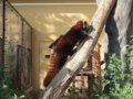 [風景][動物]167：旭山動物園・吊り橋へ登っていくレッサーパンダ／2008.07.27