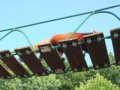 [風景][動物]168：旭山動物園・吊り橋を渡るレッサーパンダ／2008.07.27