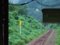 ☆177：大糸線436D車窓・小滝－平岩間／もうすぐ平岩090724
