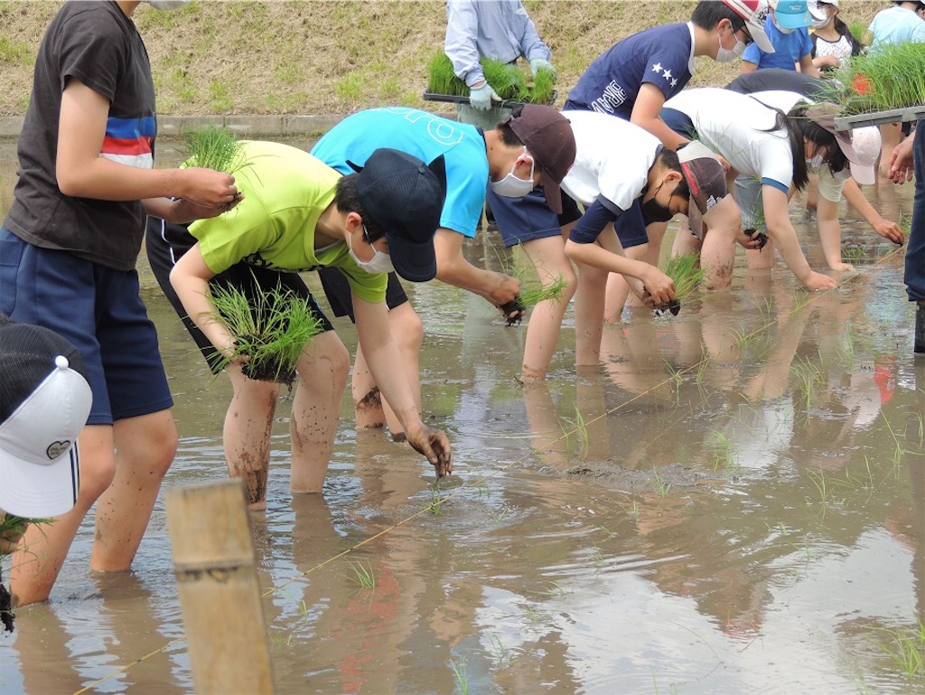 大朝 新庄小学校 2年振りの田植えに挑戦 大朝いろ