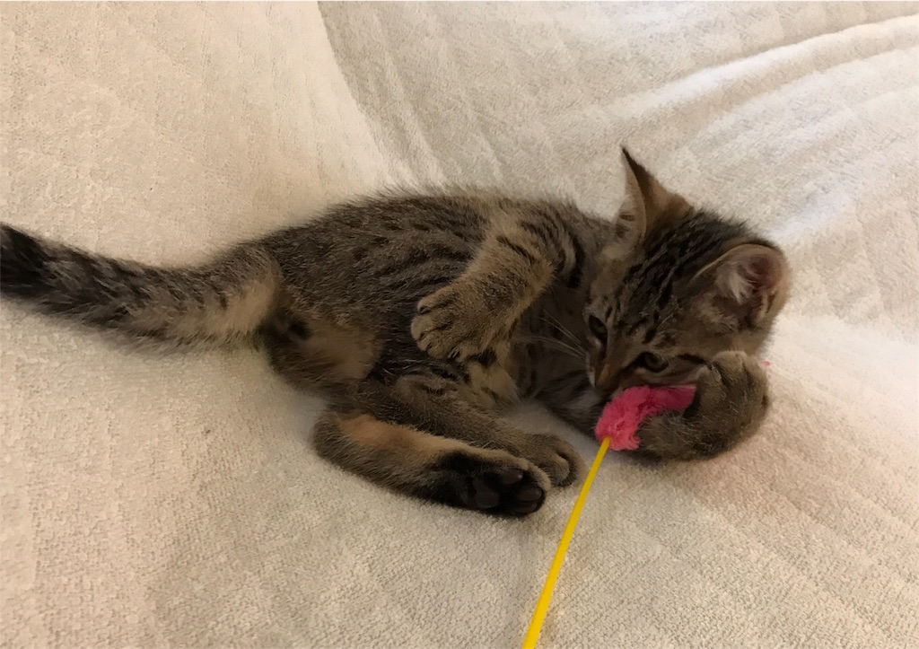 f:id:oasismath:20170625114942j:image