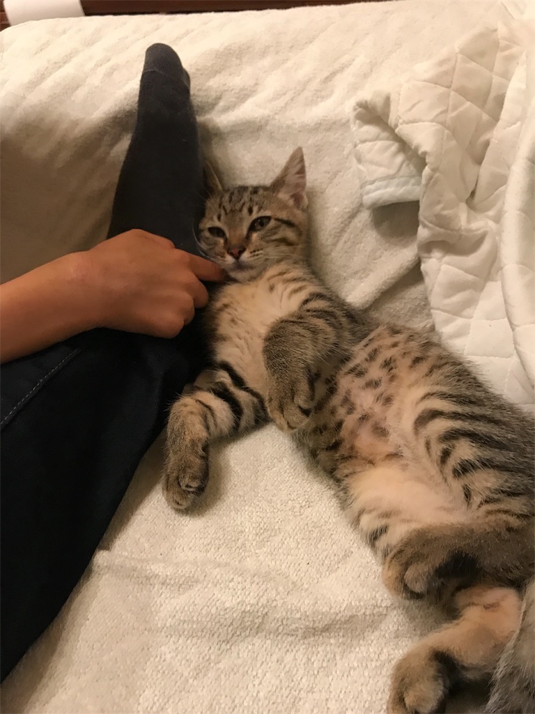 f:id:oasismath:20170625115214j:image