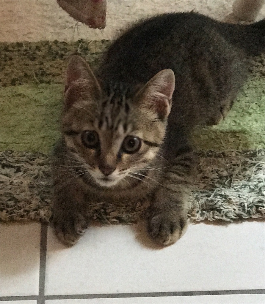 f:id:oasismath:20170625115935j:image