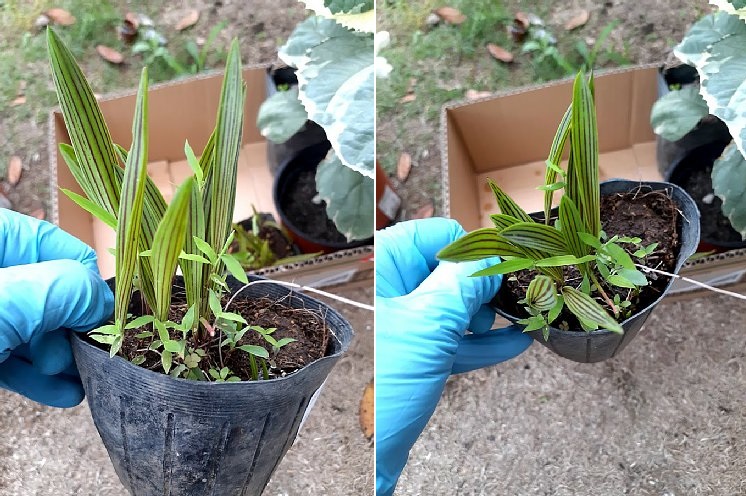 購入した花苗の特徴と注意点 - 花好きhanaのガーデニング日記