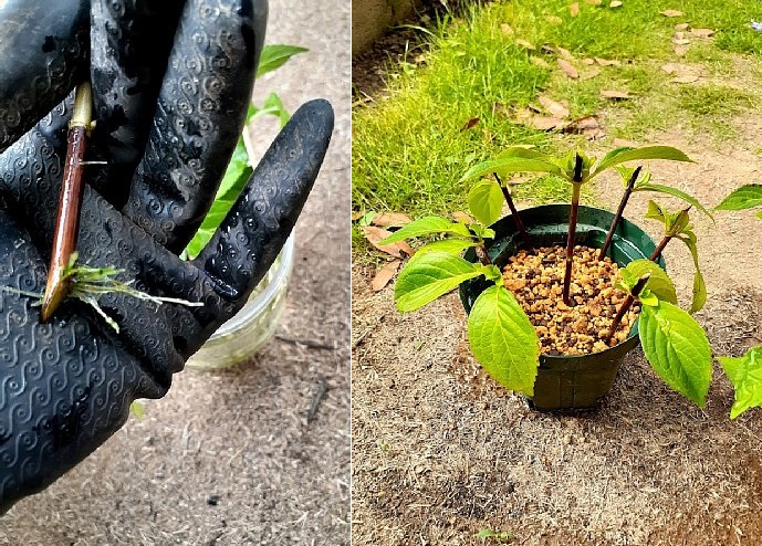 植物の鉢上げ作業 - 花好きhanaのガーデニング日記