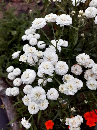 ポタジェガーデンのお花たち(*^^)v - 花好きhanaのガーデニング日記