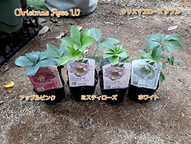 クリスマスローズとビオラの鉢植え - 花好きhanaのガーデニング日記