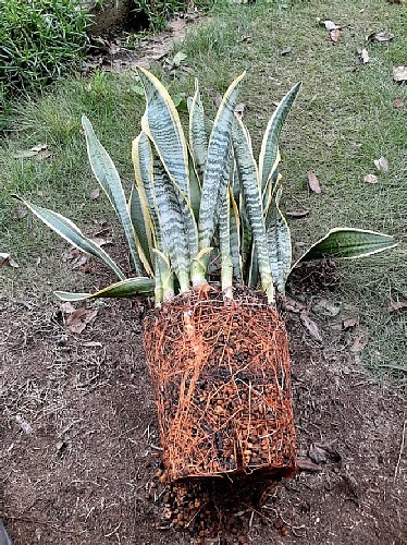 クリスマスローズとビオラの鉢植え - 花好きhanaのガーデニング日記