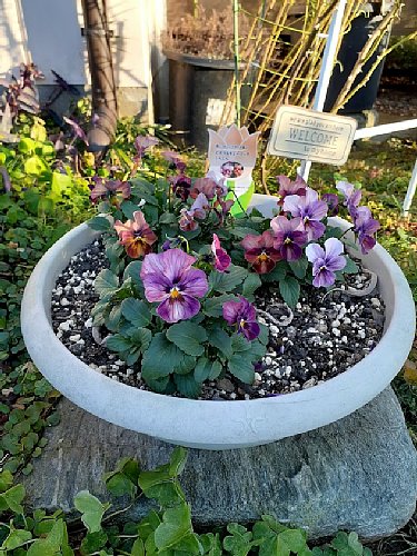 育種ビオラ10株セット福袋寄せ植えにブルーパープル系花苗 shouzanen_10002996