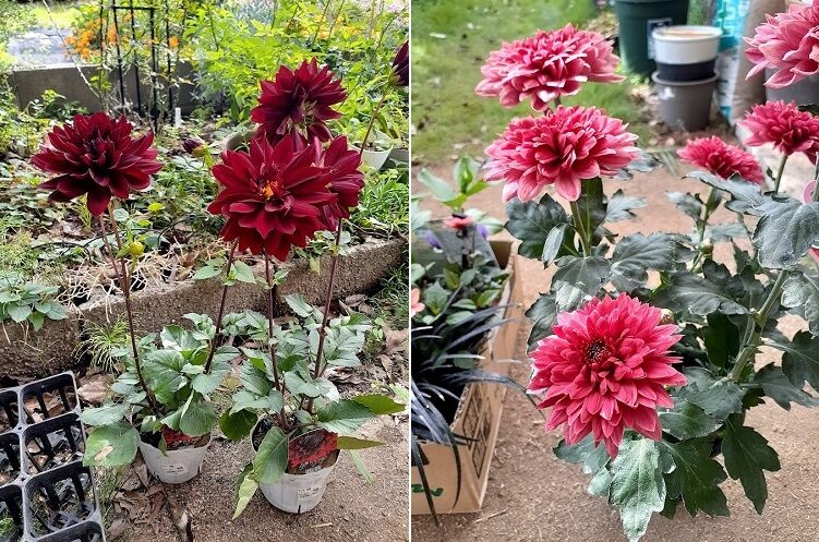 冬の可愛い庭花と球根植付け作業 - 花好きhanaのガーデニング日記