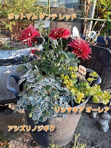 冬の可愛い庭花と球根植付け作業 - 花好きhanaのガーデニング日記