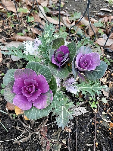冬の可愛い庭花と球根植付け作業 - 花好きhanaのガーデニング日記