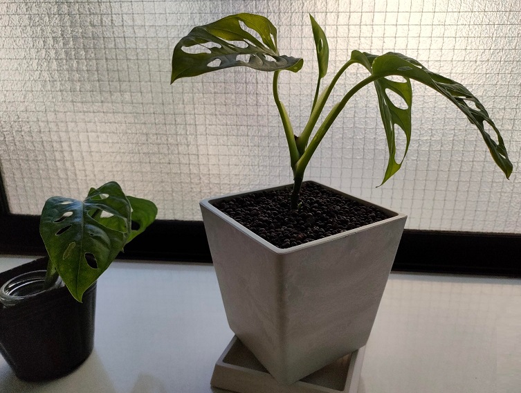 手頃な大きさの観葉植物は管理が楽 おばちゃんお得情報奮闘記