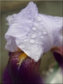 [Photoshop Elementos10][画像加工][花]アヤメ
