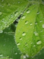 [水滴][草]6月27日 札幌は雨