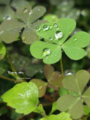 [水滴][草]雨が降ってる