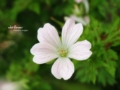 [北海道][花]野花