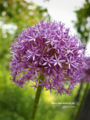 [北海道][花]アリウム・セネスケンス