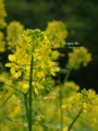 [北海道][花]キカラシ