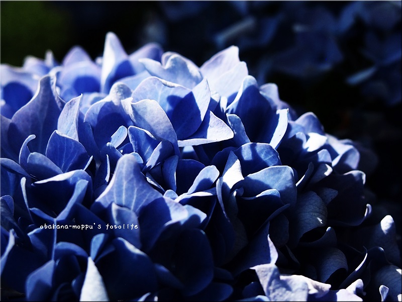 2013/7　紫陽花